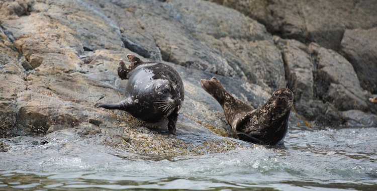 Seals near the West Coast Wilderness Lodge